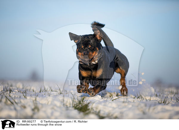 Rottweiler rennt durch den Schnee / Rottweiler runs through the snow / RR-99277