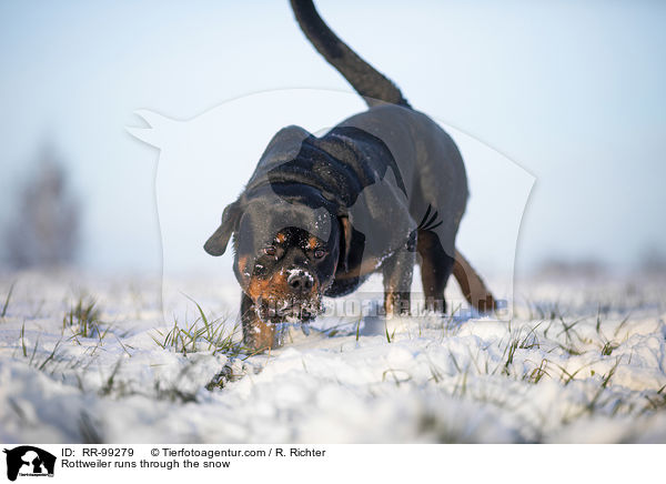 Rottweiler rennt durch den Schnee / Rottweiler runs through the snow / RR-99279