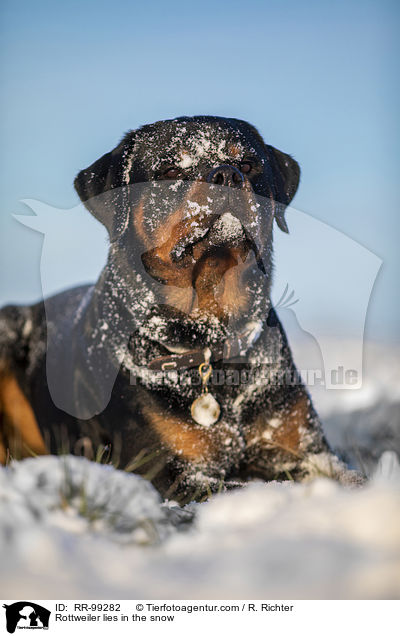 Rottweiler liegt im Schnee / Rottweiler lies in the snow / RR-99282