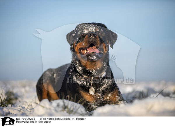 Rottweiler liegt im Schnee / Rottweiler lies in the snow / RR-99283