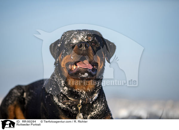 Rottweiler Portrait / Rottweiler Portrait / RR-99284
