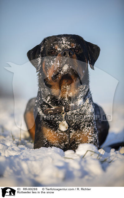 Rottweiler liegt im Schnee / Rottweiler lies in the snow / RR-99288