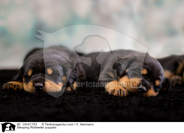 schlafende Rottweiler Welpen / Sleeping Rottweiler puppies / VH-01153