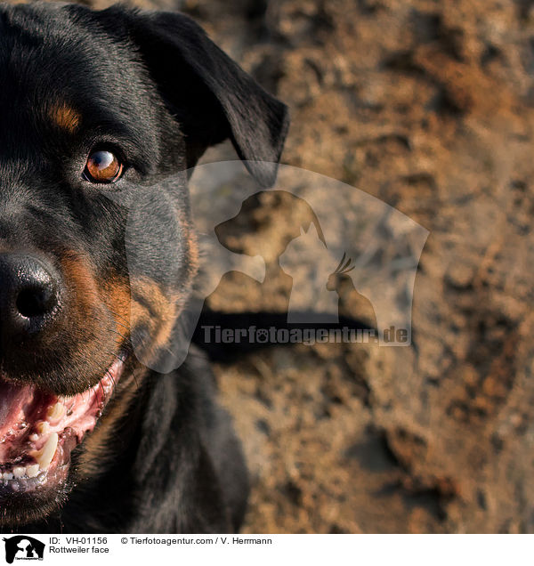 Rottweiler Gesicht / Rottweiler face / VH-01156