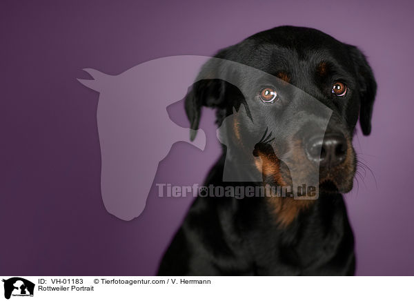 Rottweiler Portrait / Rottweiler Portrait / VH-01183