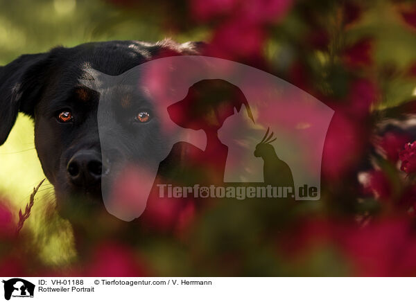 Rottweiler Portrait / Rottweiler Portrait / VH-01188