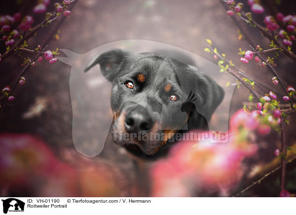 Rottweiler Portrait / Rottweiler Portrait / VH-01190