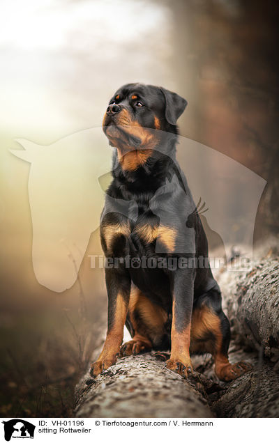 sitzender Rottweiler / sitting Rottweiler / VH-01196