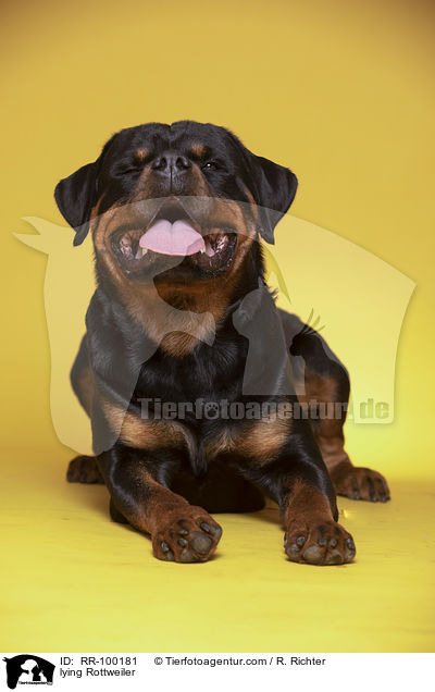 liegender Rottweiler / lying Rottweiler / RR-100181