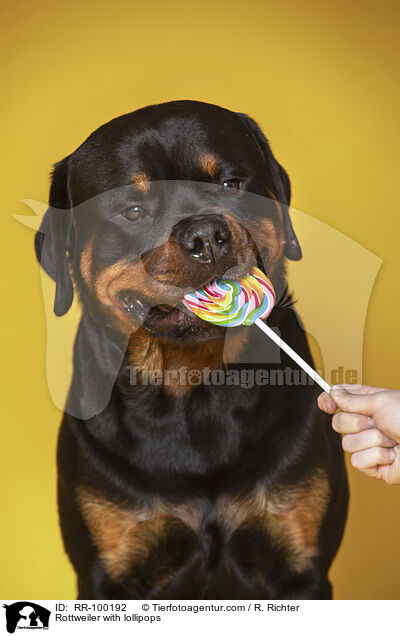 Rottweiler mit Lolli / Rottweiler with lollipops / RR-100192
