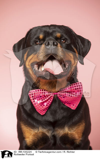 Rottweiler Portrait / Rottweiler Portrait / RR-100224