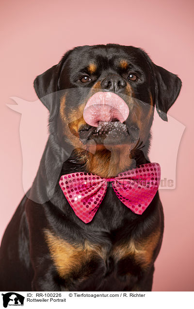 Rottweiler Portrait / Rottweiler Portrait / RR-100226