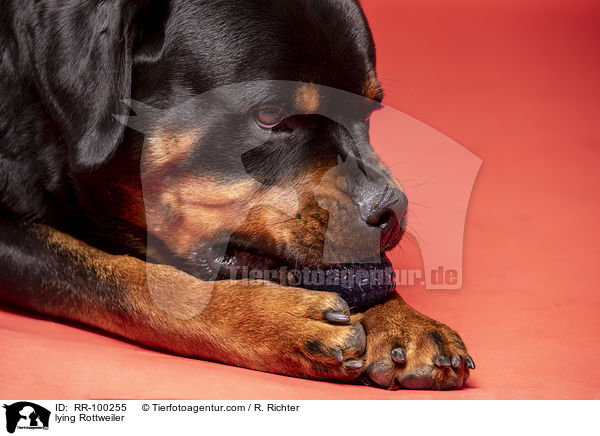 liegender Rottweiler / lying Rottweiler / RR-100255