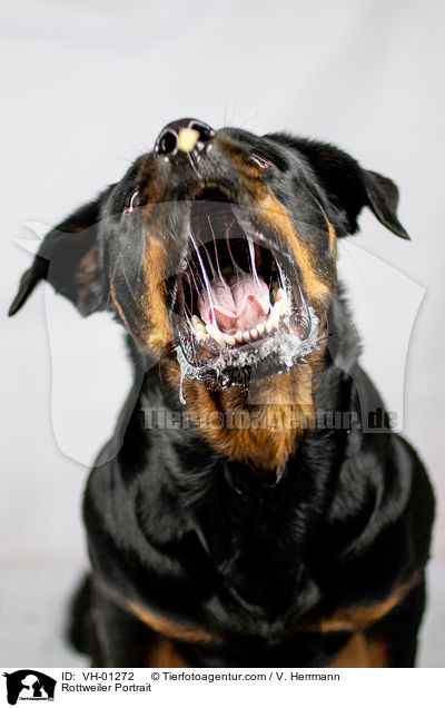 Rottweiler Portrait / Rottweiler Portrait / VH-01272