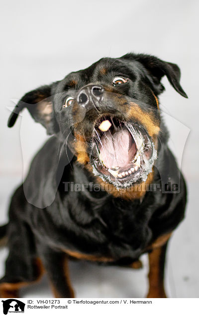 Rottweiler Portrait / Rottweiler Portrait / VH-01273