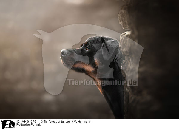 Rottweiler Portrait / Rottweiler Portrait / VH-01275
