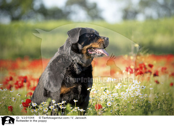 Rottweiler im Mohn / Rottweiler in the poppy / VJ-01044