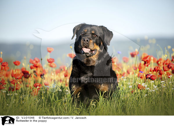 Rottweiler im Mohn / Rottweiler in the poppy / VJ-01046