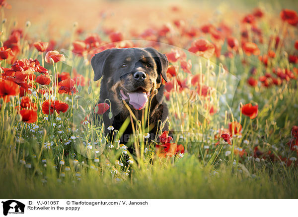 Rottweiler im Mohn / Rottweiler in the poppy / VJ-01057