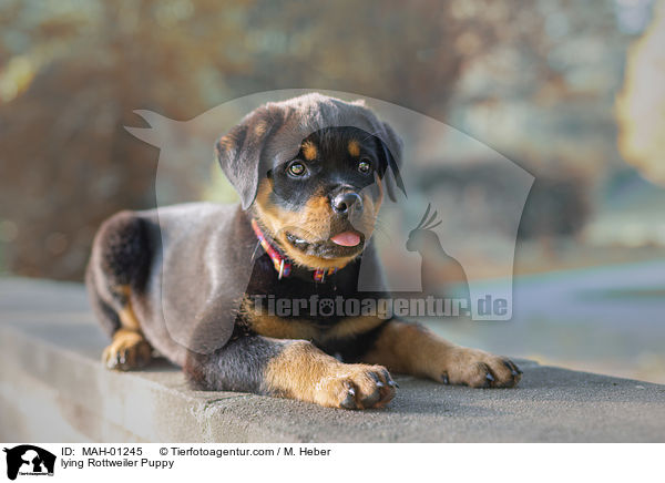liegender Rottweiler Welpe / lying Rottweiler Puppy / MAH-01245