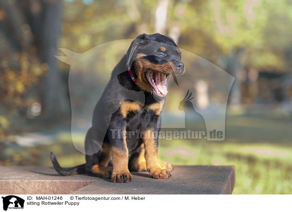 sitzender Rottweiler Welpe / sitting Rottweiler Puppy / MAH-01246