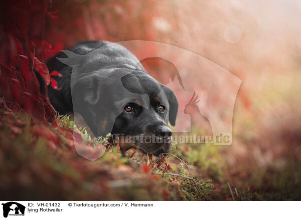 liegender Rottweiler / lying Rottweiler / VH-01432