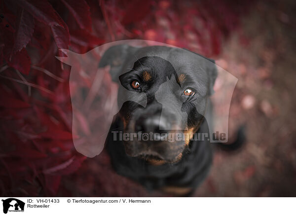 Rottweiler / Rottweiler / VH-01433