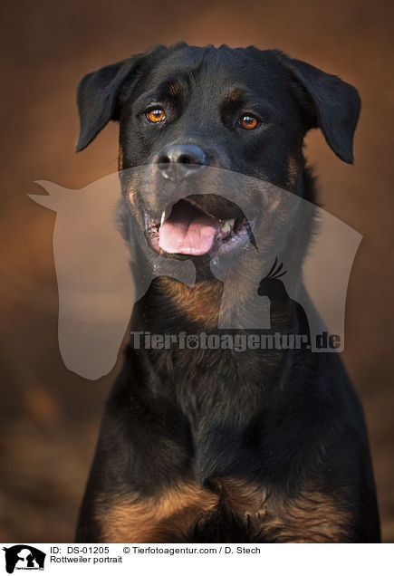 Rottweiler Portrait / Rottweiler portrait / DS-01205