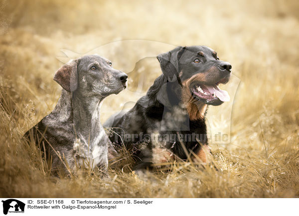 Rottweiler mit Galgo-Espanol-Mischling / Rottweiler with Galgo-Espanol-Mongrel / SSE-01168