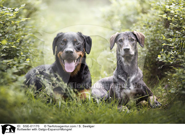 Rottweiler mit Galgo-Espanol-Mischling / Rottweiler with Galgo-Espanol-Mongrel / SSE-01170
