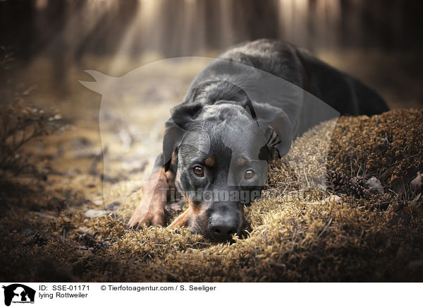 liegender Rottweiler / lying Rottweiler / SSE-01171