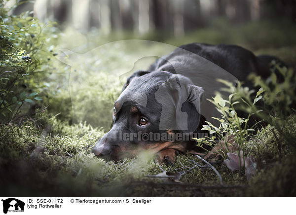 liegender Rottweiler / lying Rottweiler / SSE-01172