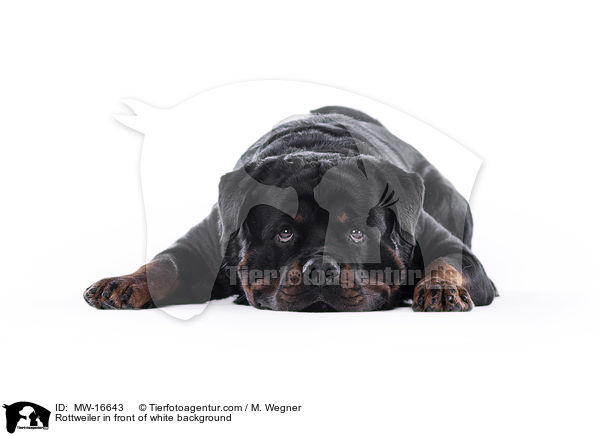 Rottweiler vor weiem Hintergrund / Rottweiler in front of white background / MW-16643