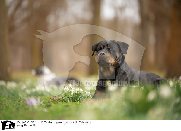 liegender Rottweiler / lying Rottweiler / NC-01224