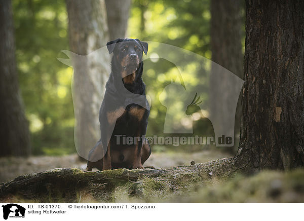 sitzender Rottweiler / sitting Rottweiler / TS-01370