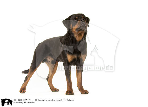 stehender Rottweiler / standing Rottweiler / RR-102579
