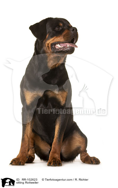 sitzender Rottweiler / sitting Rottweiler / RR-102623