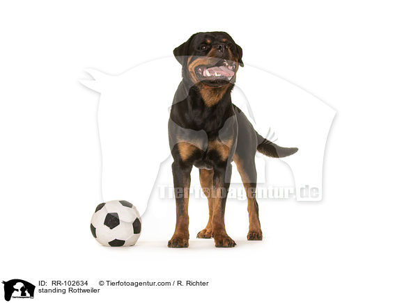 stehender Rottweiler / standing Rottweiler / RR-102634
