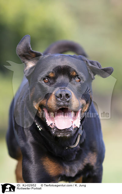 Rottweiler Portrait / Rottweiler Portrait / KJ-02952