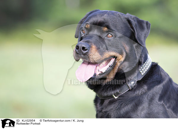 Rottweiler Portrait / Rottweiler Portrait / KJ-02954