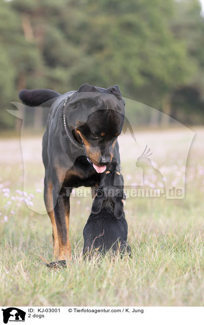 2 Hunde / 2 dogs / KJ-03001