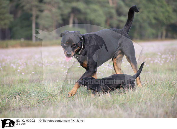 2 Hunde / 2 dogs / KJ-03002