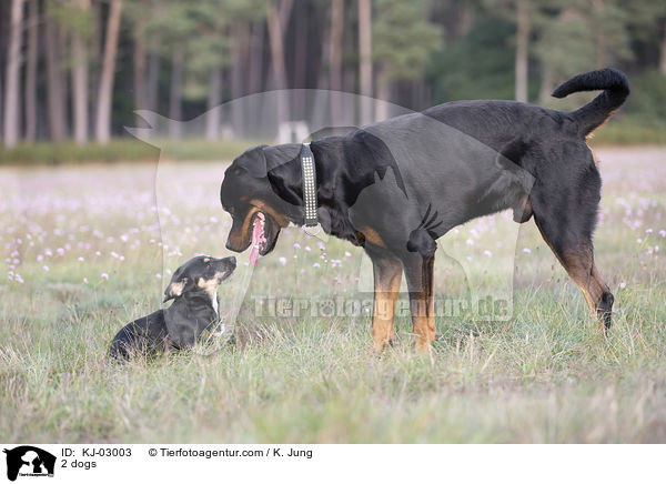 2 Hunde / 2 dogs / KJ-03003
