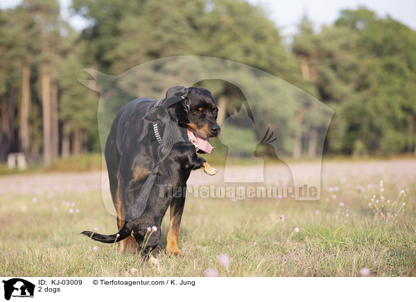 2 Hunde / 2 dogs / KJ-03009