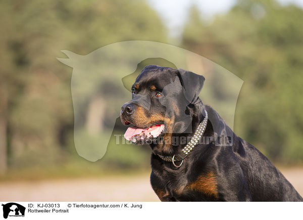 Rottweiler Portrait / Rottweiler Portrait / KJ-03013