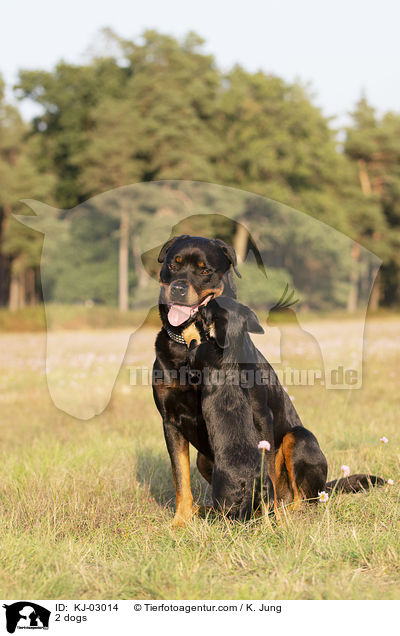 2 Hunde / 2 dogs / KJ-03014