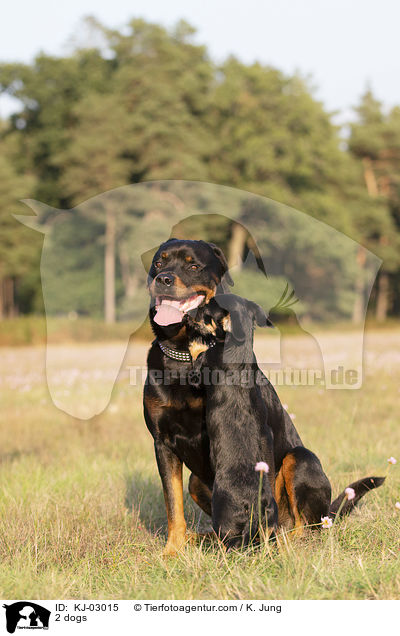 2 Hunde / 2 dogs / KJ-03015