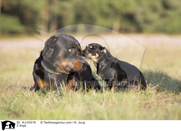 2 Hunde / 2 dogs / KJ-03016