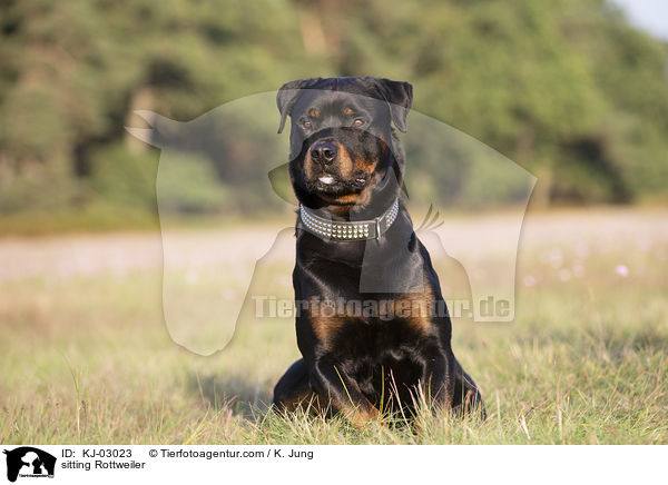 sitzender Rottweiler / sitting Rottweiler / KJ-03023