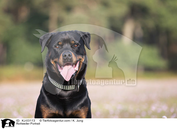 Rottweiler Portrait / Rottweiler Portrait / KJ-03113